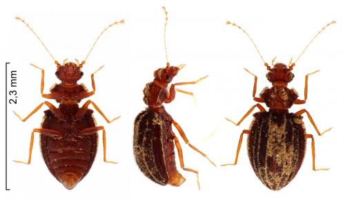 Dasycerus sulcatus